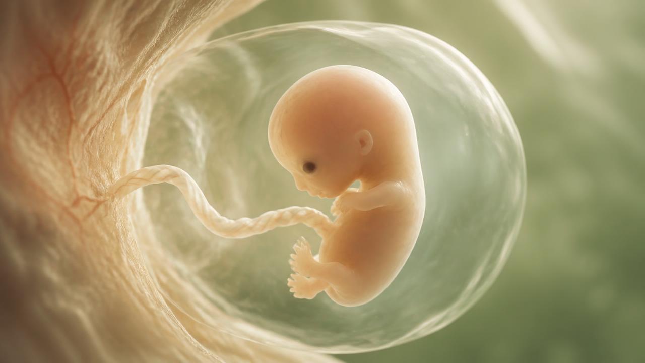 Ilustración de un niño por nacer de aproximadamente 8 semanas de gestación, dentro del saco amniótico